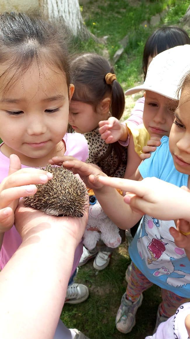 Наблюдение в природе  "Ёжик в гости к нам пришёл"